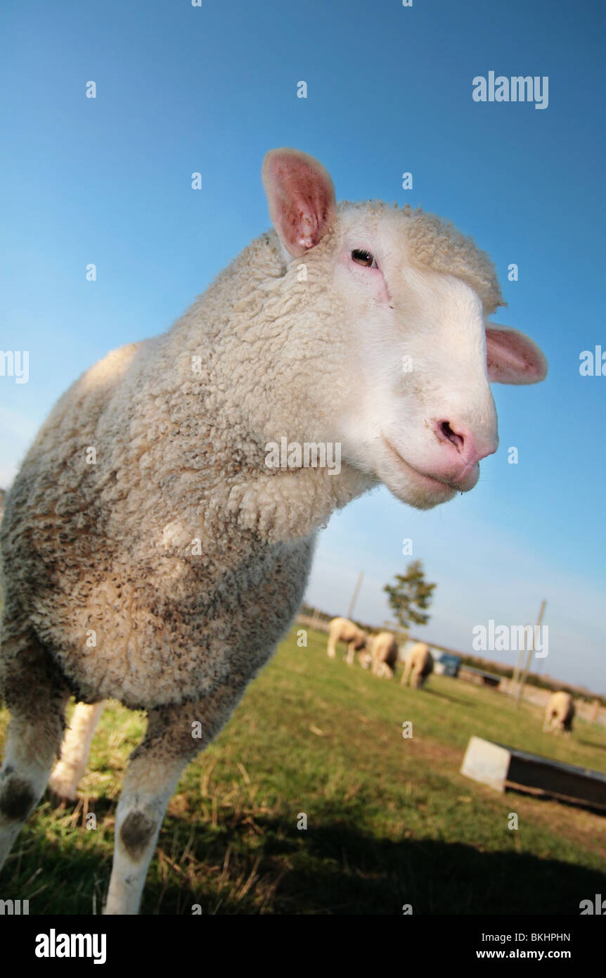 weißes Schaf in einem Feld Stockfoto