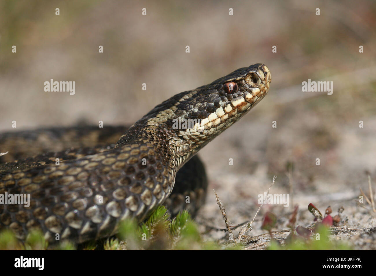 Addierer Mannetje traf Opgeheven Kop; männliche Addierer mit erhobenem Kopf Stockfoto