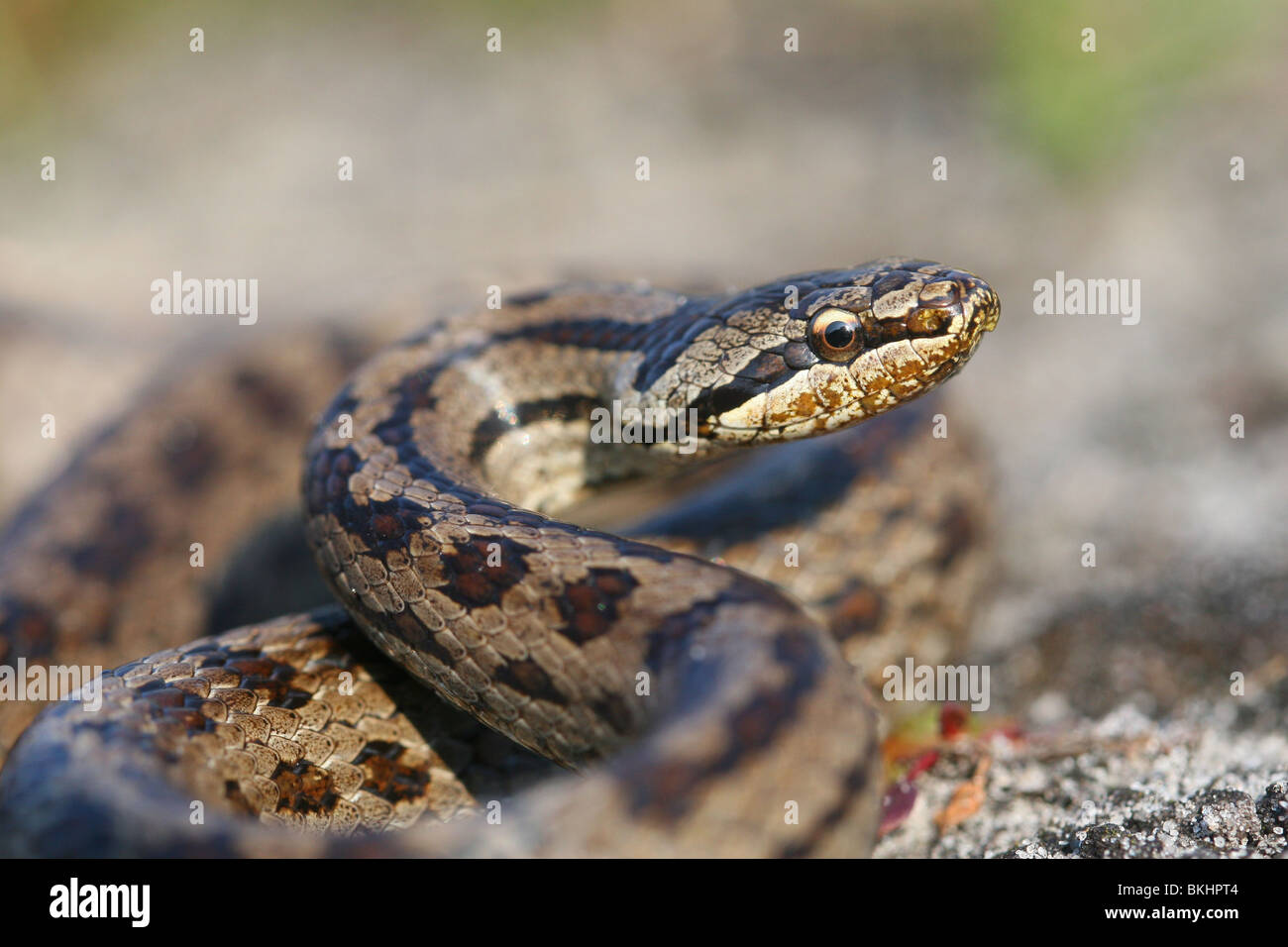 Gladde Slang; Schlingnatter Stockfoto