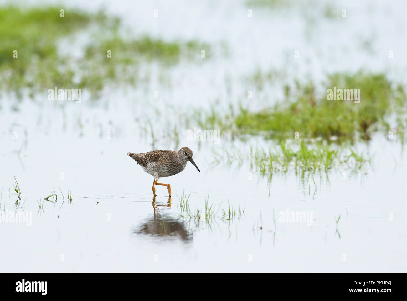 Tureluur; Rotschenkel; Tringa Totanus; Wadend in Plas-Dras Terrein; waten im sumpfigen Gebiet; Stockfoto