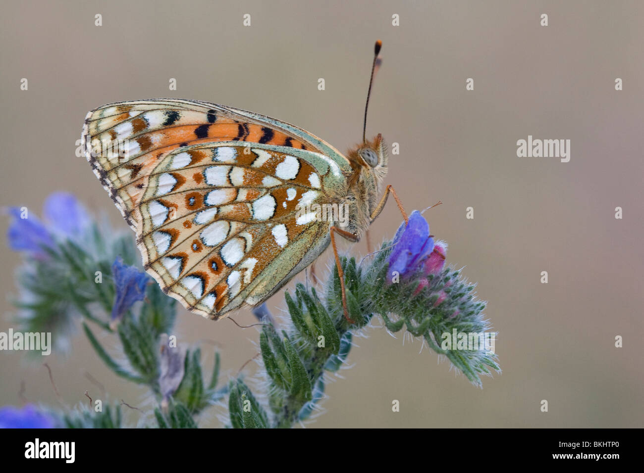 Duinparelmoervlinder; Niobe Fritillary Stockfoto