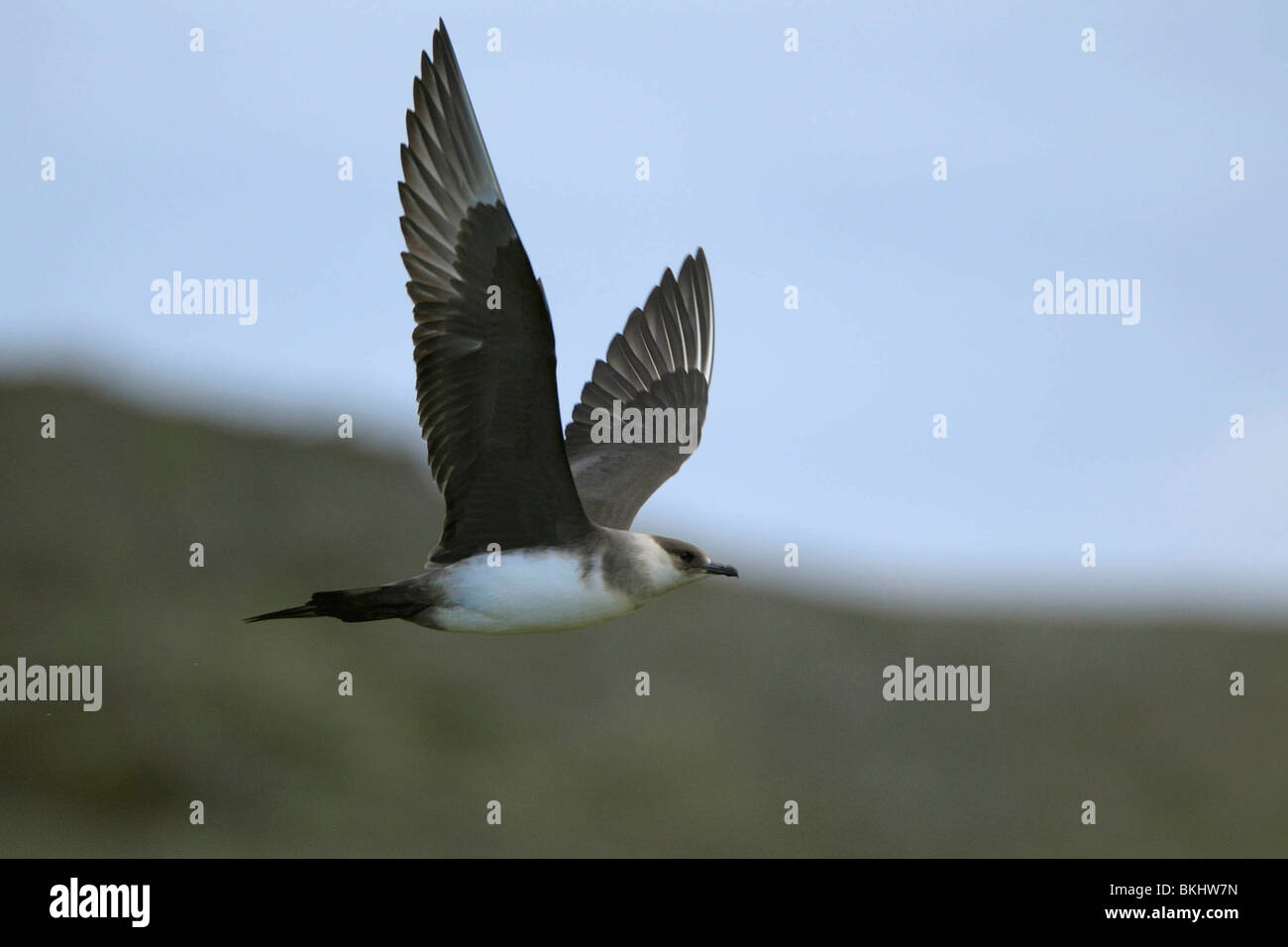 Vliegbeeld Lichte Vorm Kleine Jager; Licht morph Arctic Skua im Flug Stockfoto