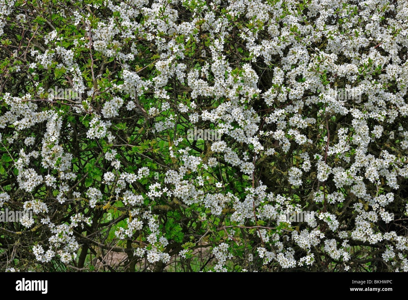 Herold des Frühlings: massierten Blüte in einer Blackthorn Hecke Stockfoto