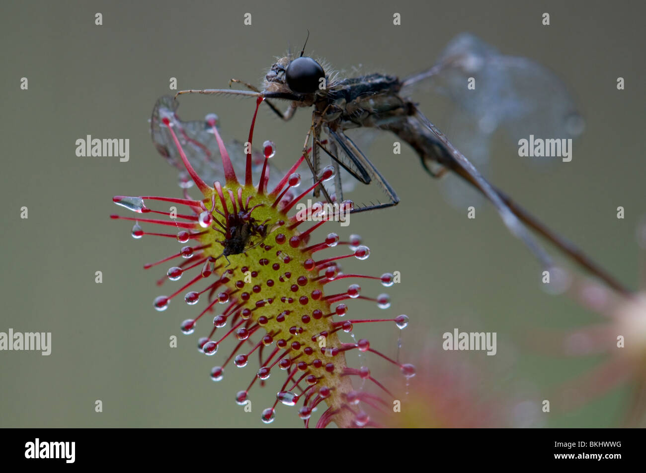 Kleine Zonnedauw met Een Juffer Gevangen als Prooi; Spatel-leaved Sonnentau mit einem Damsefly als Beute gefangen Stockfoto