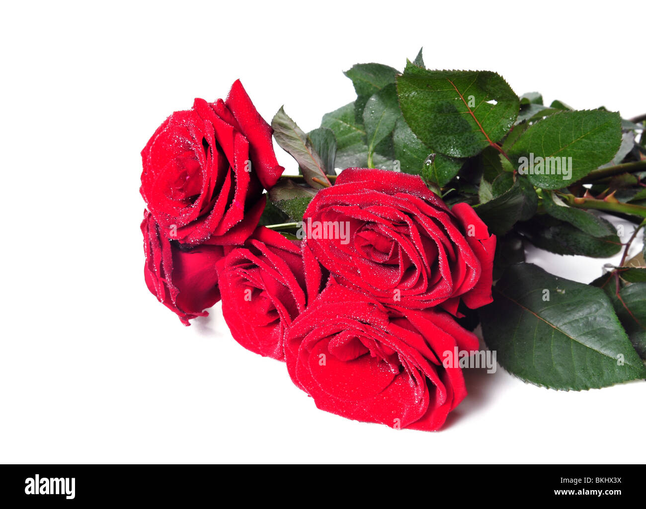 rote Rosen isoliert auf weißem Hintergrund Stockfoto