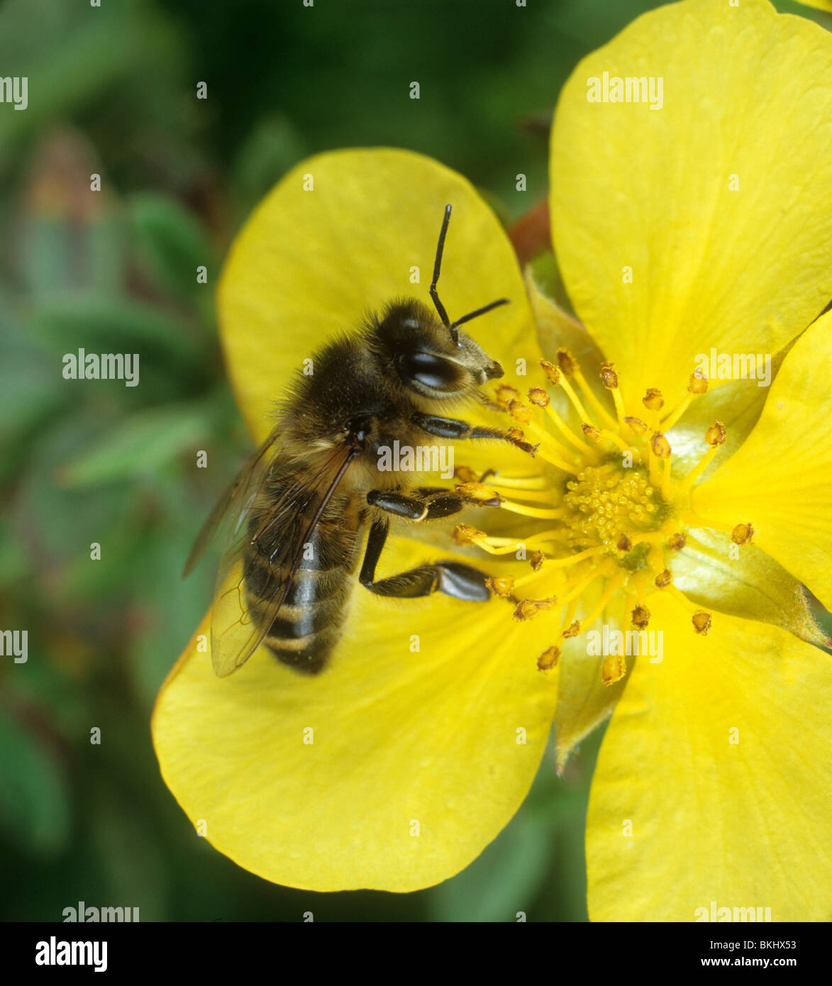 Arbeiter Honigbiene (Apis Mellifera) auf Felsen stieg Blume Stockfoto