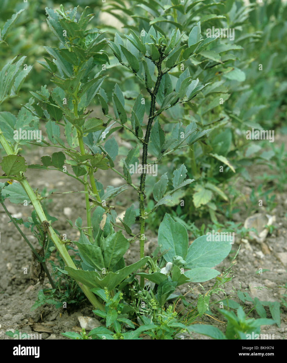 Schwarze Bohne Blattläuse (Aphis Fabae) Befall an den Stämmen der Bohne Feldpflanzen Stockfoto