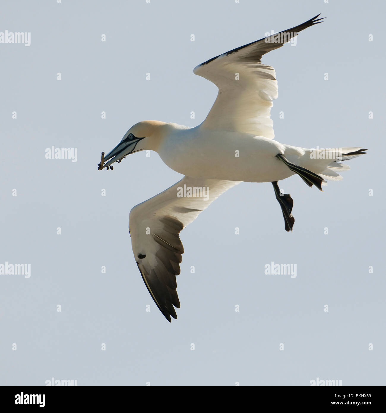 Vliegbeeld van Een Jonge jan van Gent; Flightshot von einem jungen Granat Stockfoto