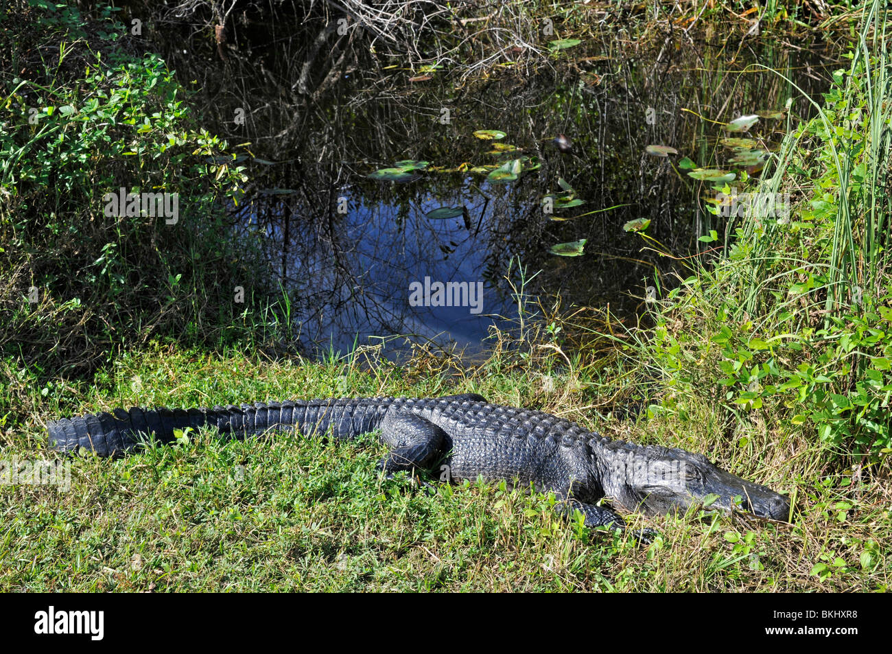 Amerikanischer Alligator: Alligator Mississippiensis. Everglades, Florida, USA Stockfoto