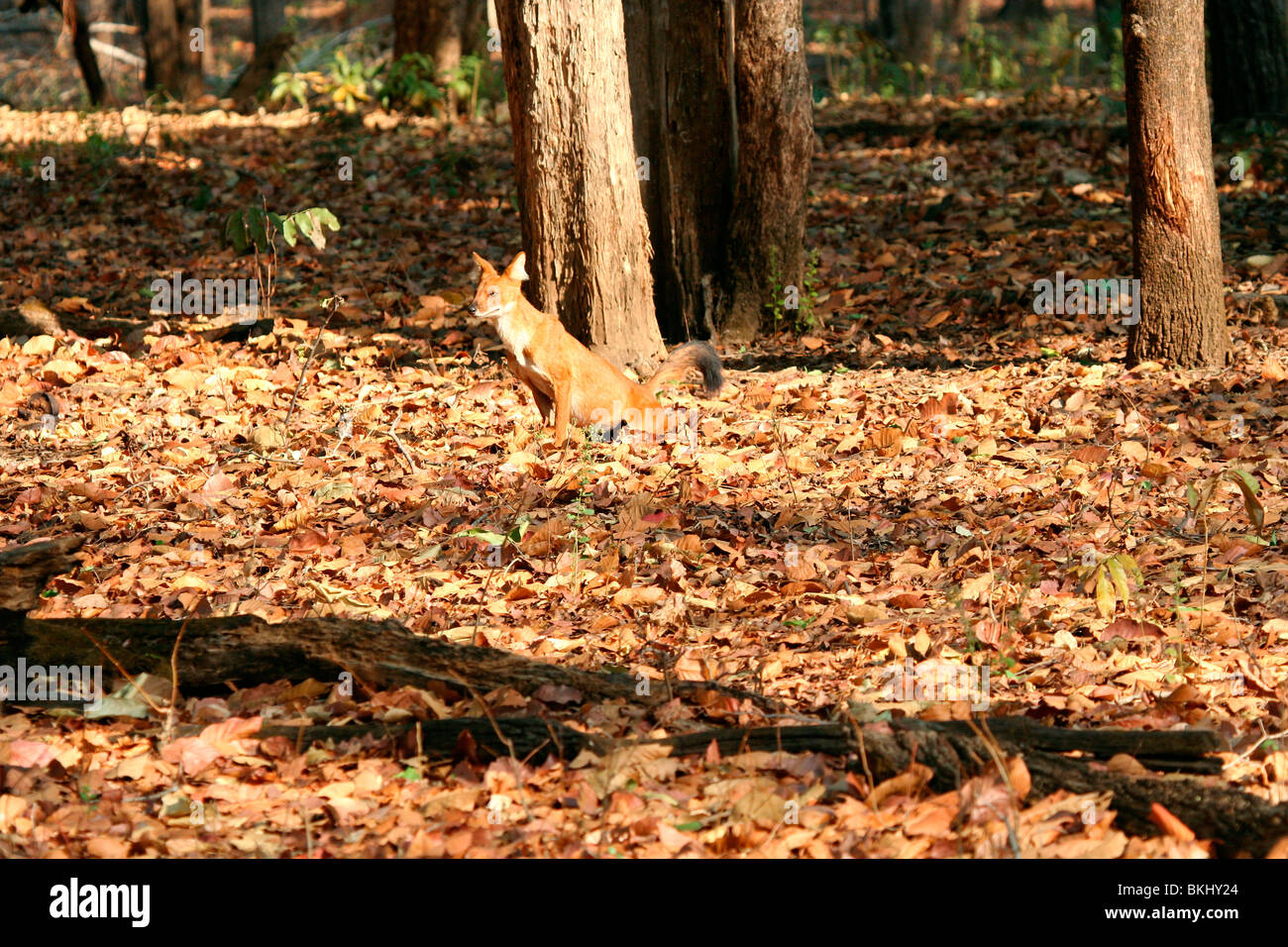 Indische Wildhund oder Dhole (Cuon Alpinus) Jagd in Kanha National Park, Madhya Pradesh, Indien, Asien Stockfoto