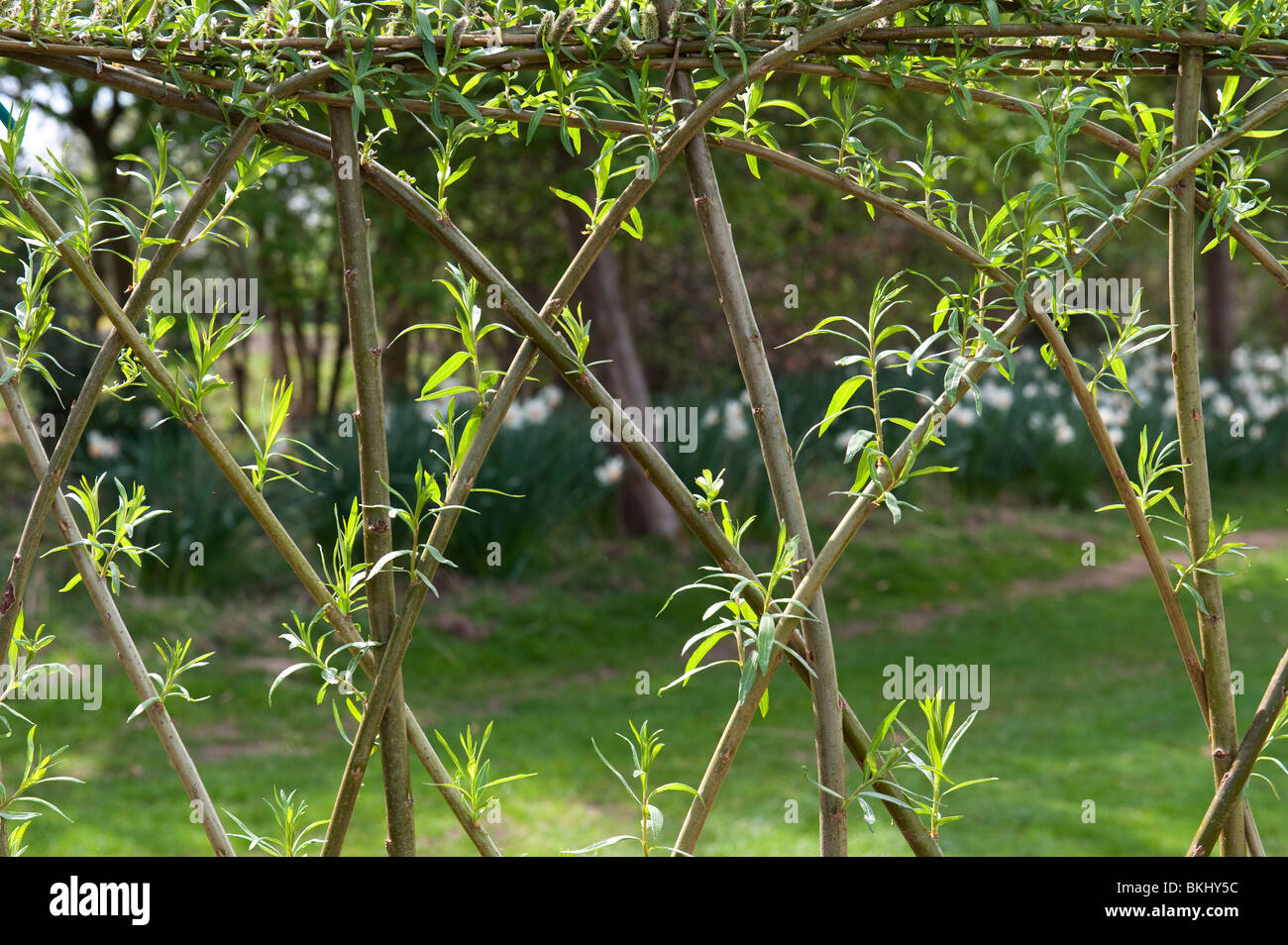 Lebender weidenzaun Fotos und Bildmaterial in hoher Auflösung Alamy