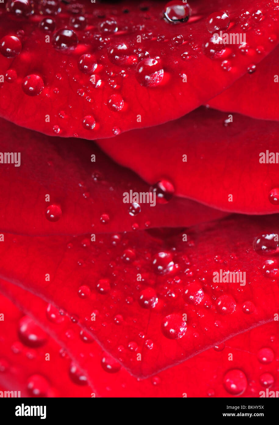 Wassertropfen auf der roten Rosenblüte für Hintergrund oder Textur Stockfoto