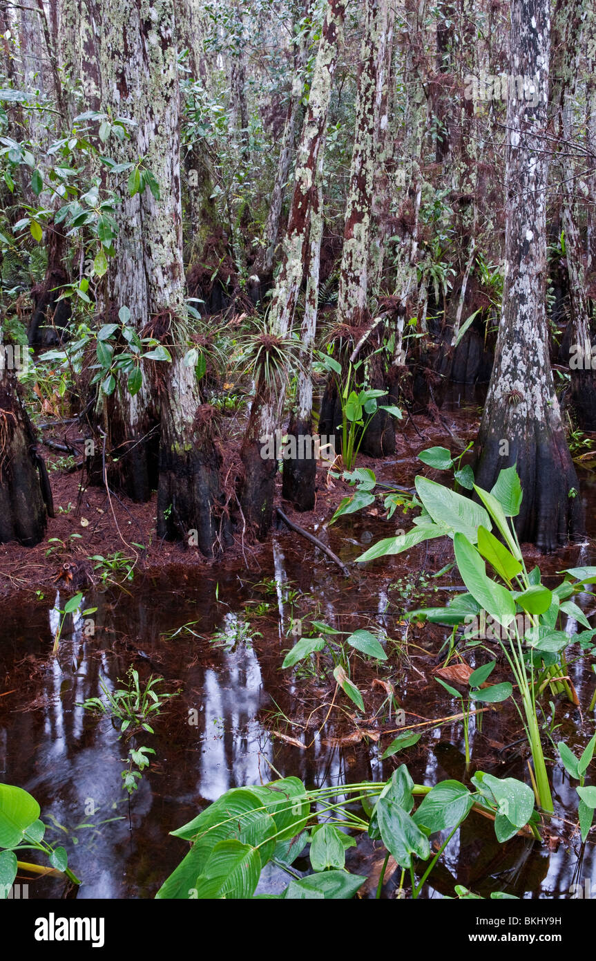 Kahle Zypresse Bäume - Taxodium Distichum. Corkscrew Swamp, Florida, USA Stockfoto