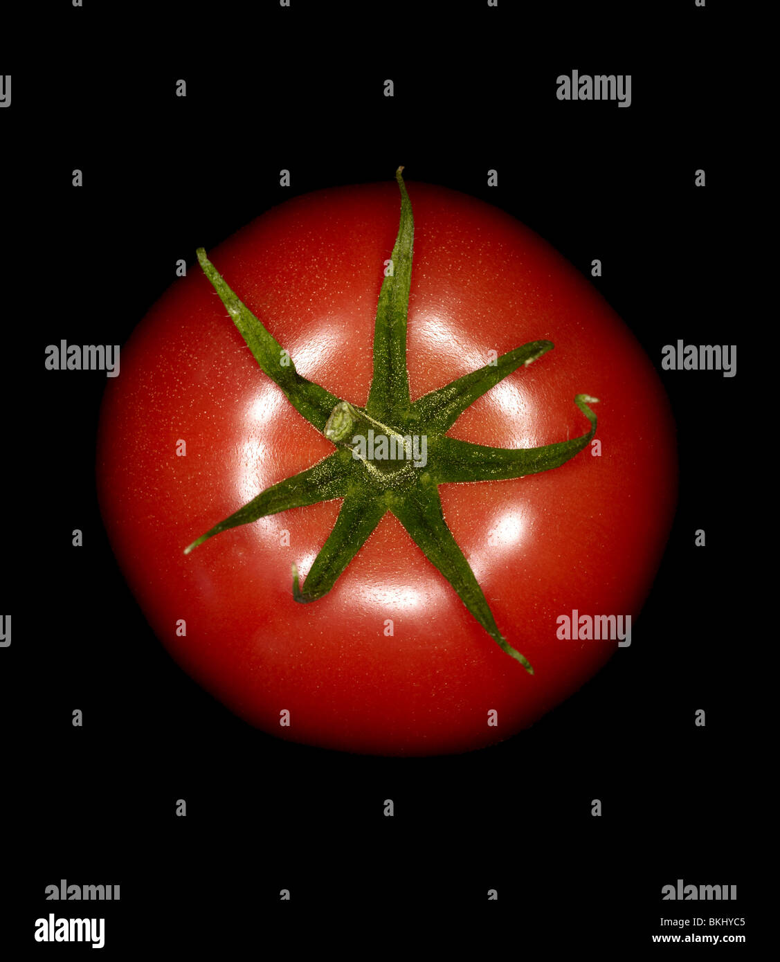 Große Tomaten auf einem schwarzen Hintergrund beleuchtet von einem Ringblitz Stockfoto