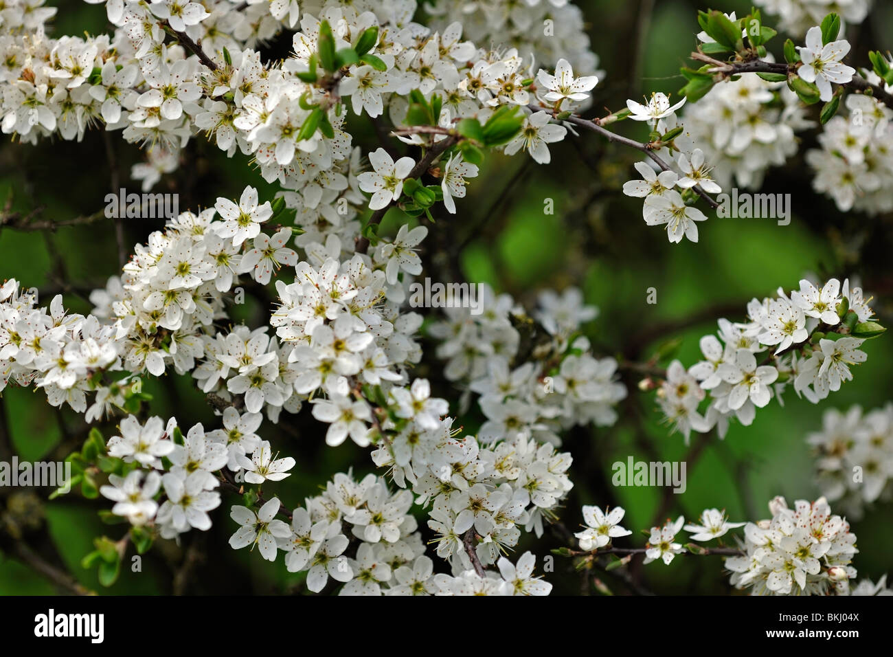 Eine Freude des Frühlings: Blumen in einer Hecke Blackthorn gruppierten Stockfoto