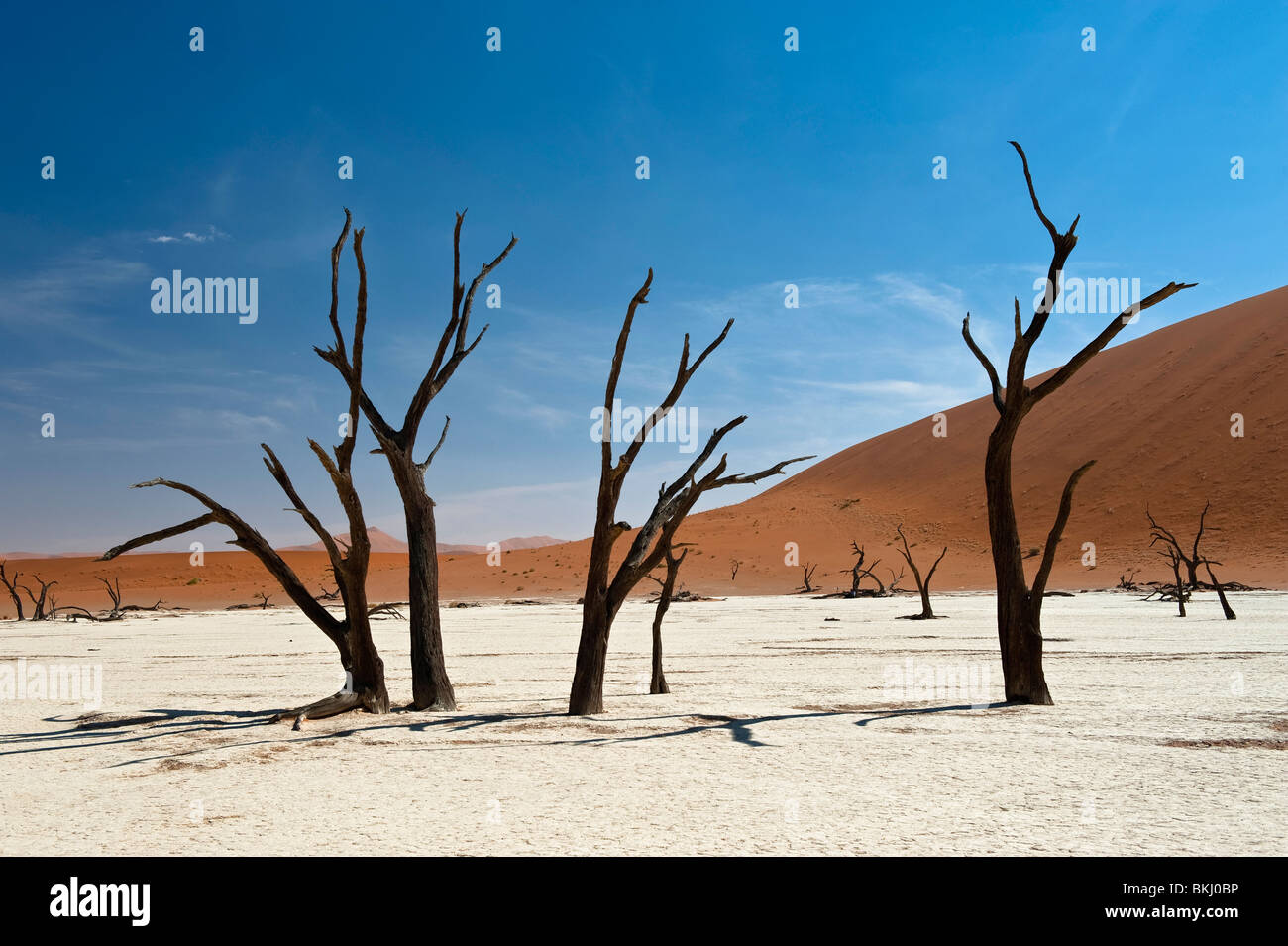 Geschwärzte Kameldornbäume in Deadvlei, Sossusvlei, Namibia Stockfoto