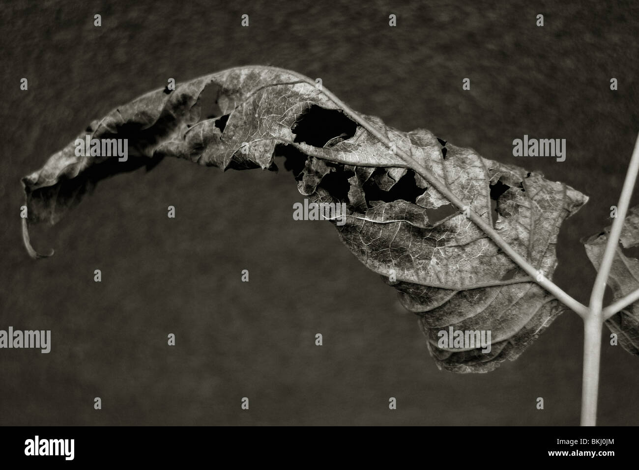 Sterbende Blatt. Stockfoto