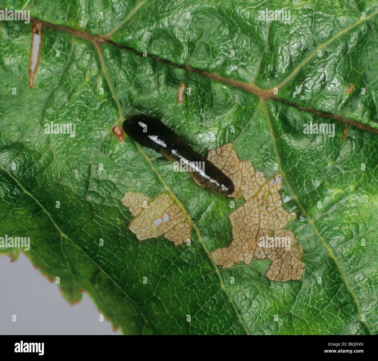 Birne und Kirsche Slugworm (Caliroa Cerasi) Larve auf beschädigte Kirsche Blatt Stockfoto