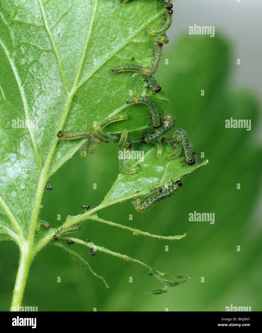 Junge Stachelbeere Blattwespen (Nematus Ribesii) Larven ernähren sich von einem ogrozd Blatt Stockfoto