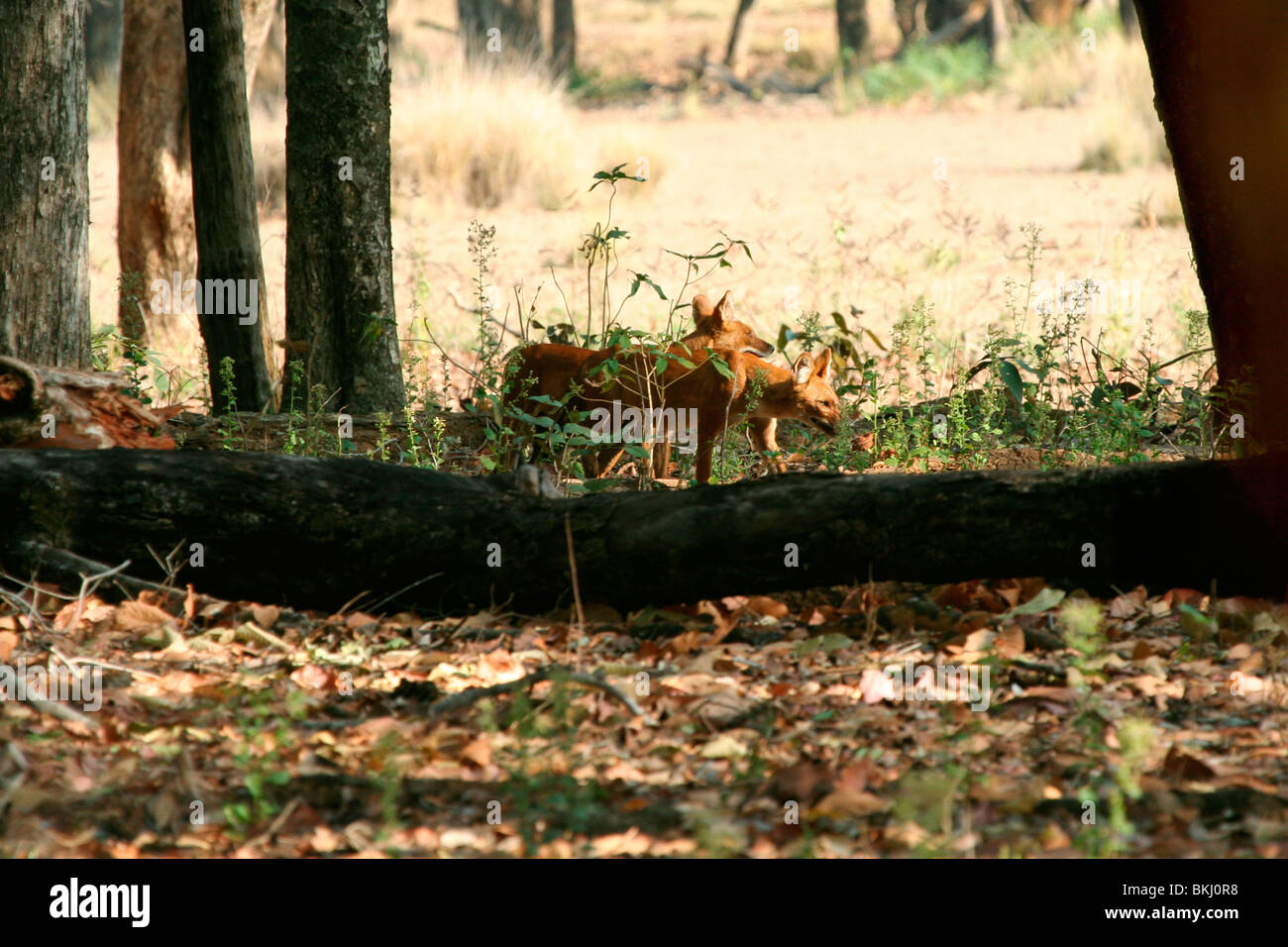 Indische Wildhund oder Dhole (Cuon Alpinus) Jagd in Kanha National Park, Madhya Pradesh, Indien, Asien Stockfoto