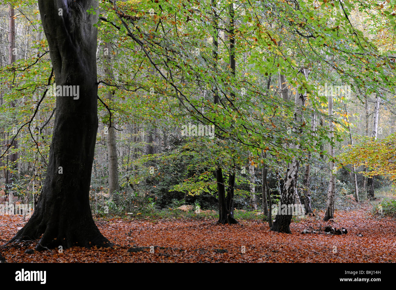 Buchenholz im Herbst (Fagus Sylvatica) Stockfoto