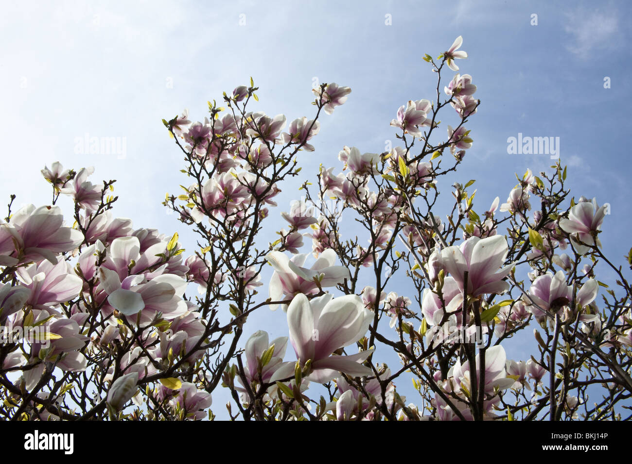 Magnolie blüht (Soulangeana Rustica Rubra) Sheffield, England. Stockfoto