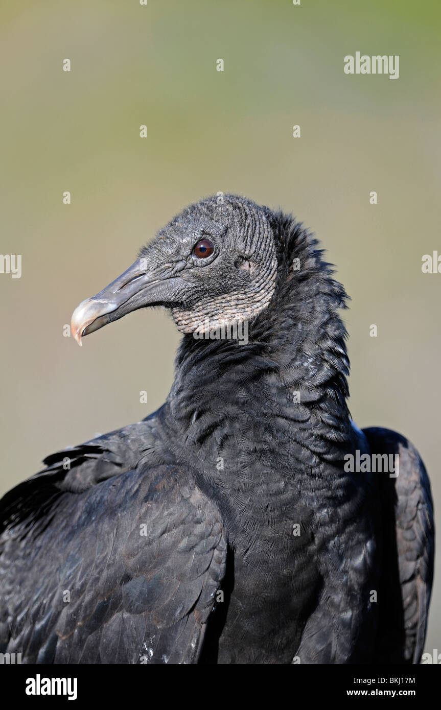 Mönchsgeier: Coragyps Atratus. Everglades, Florida, USA Stockfoto
