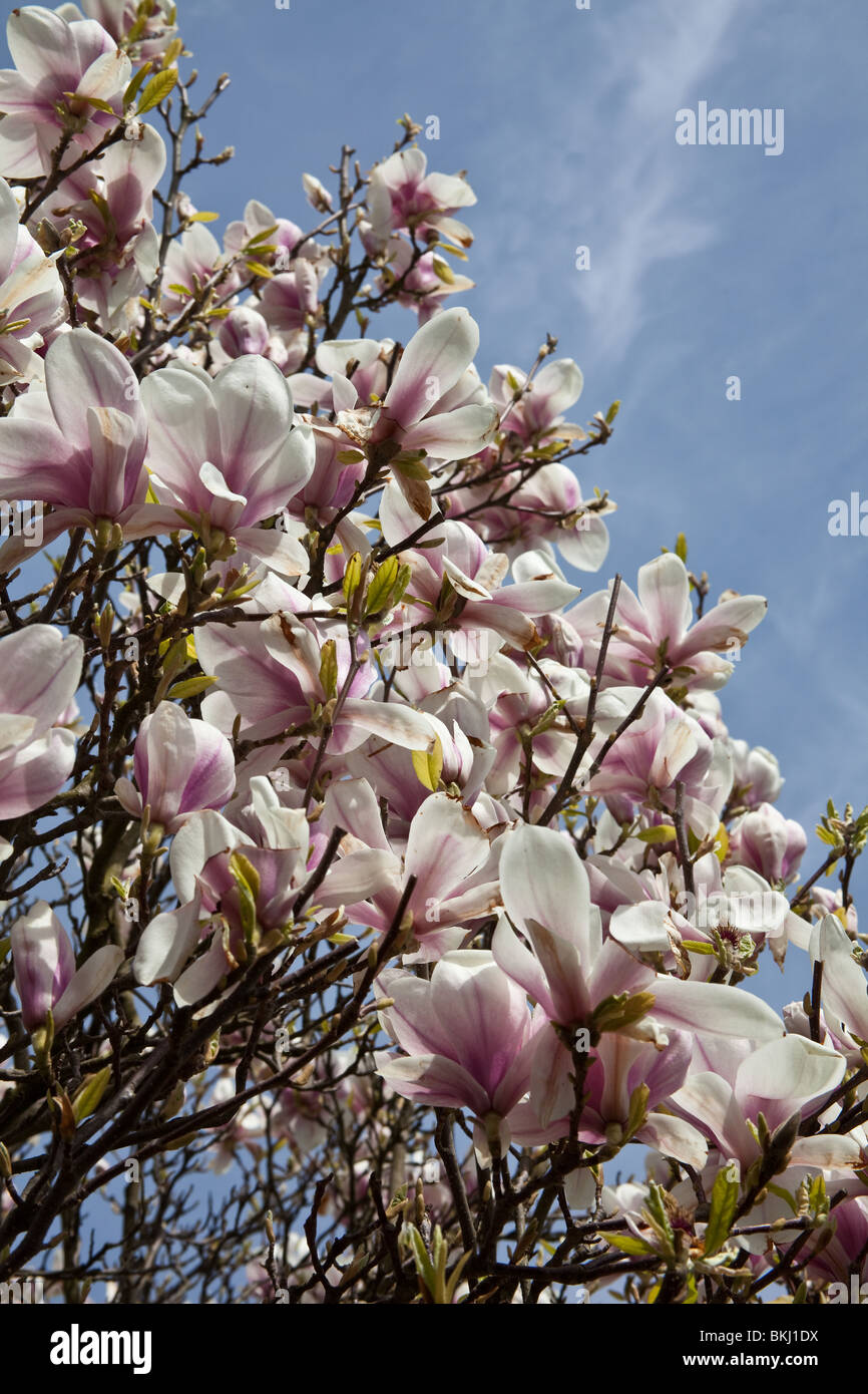 Magnolie blüht (Soulangeana Rustica Rubra) Sheffield, England. Stockfoto