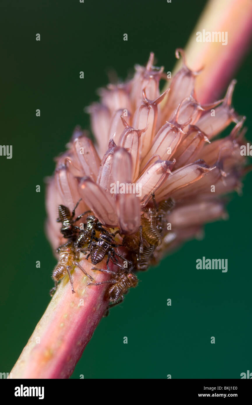Kijiji Trichter Nymphen bergende durch Käfer Eiern Stockfoto