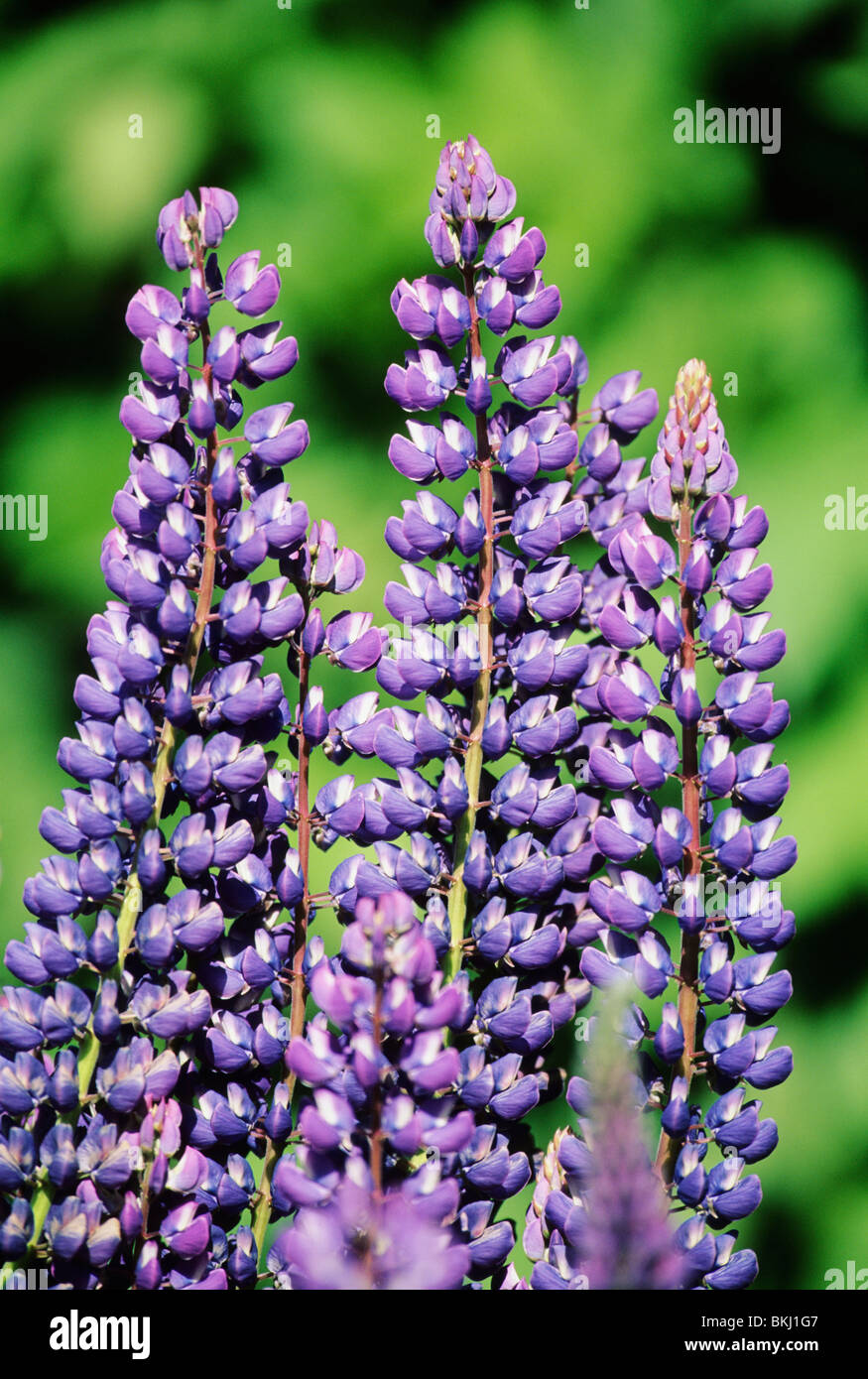 Falkland-Inseln, Karkasse Insel, Lupinen Blumen in der Siedlung. Stockfoto