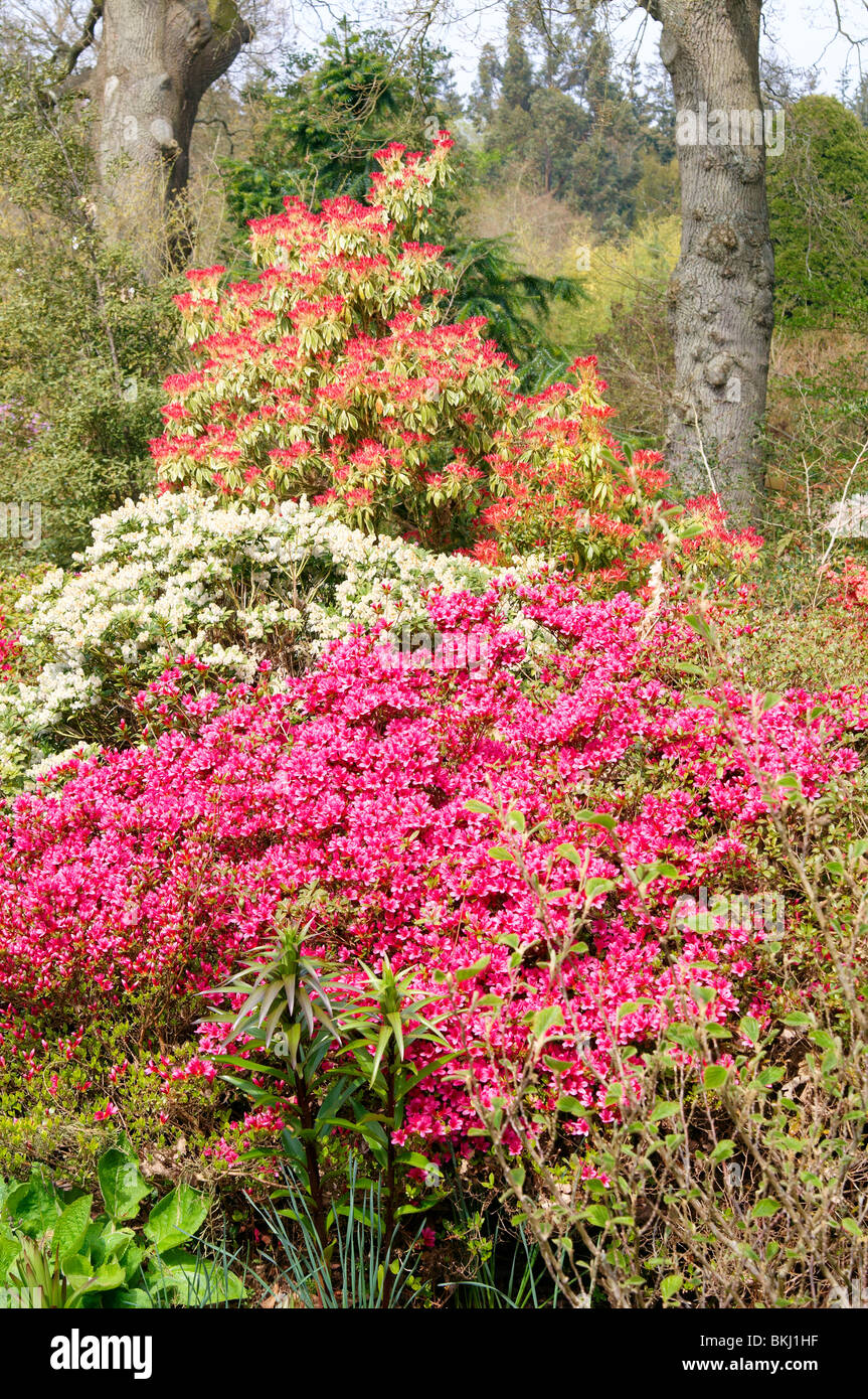 Frühling-Farbe von früh blühenden Azaleen, Sir Harold Hillier Gärten, Ampfield, Hampshire, England Stockfoto
