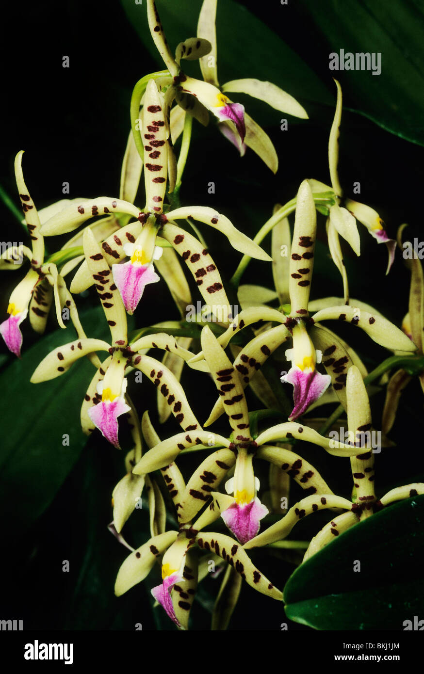 Orchidee, (Encyclia Prismatocarpa), Zentralamerika. Stockfoto