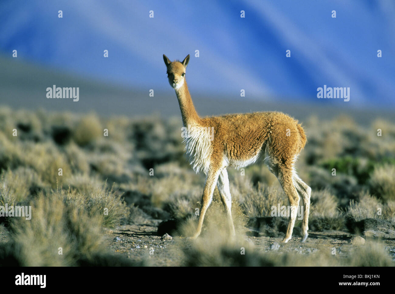 Vikunjas, (Vicugna Vicugna), wild, hohen Anden, Vulkan Misti hinter, Peru. Stockfoto