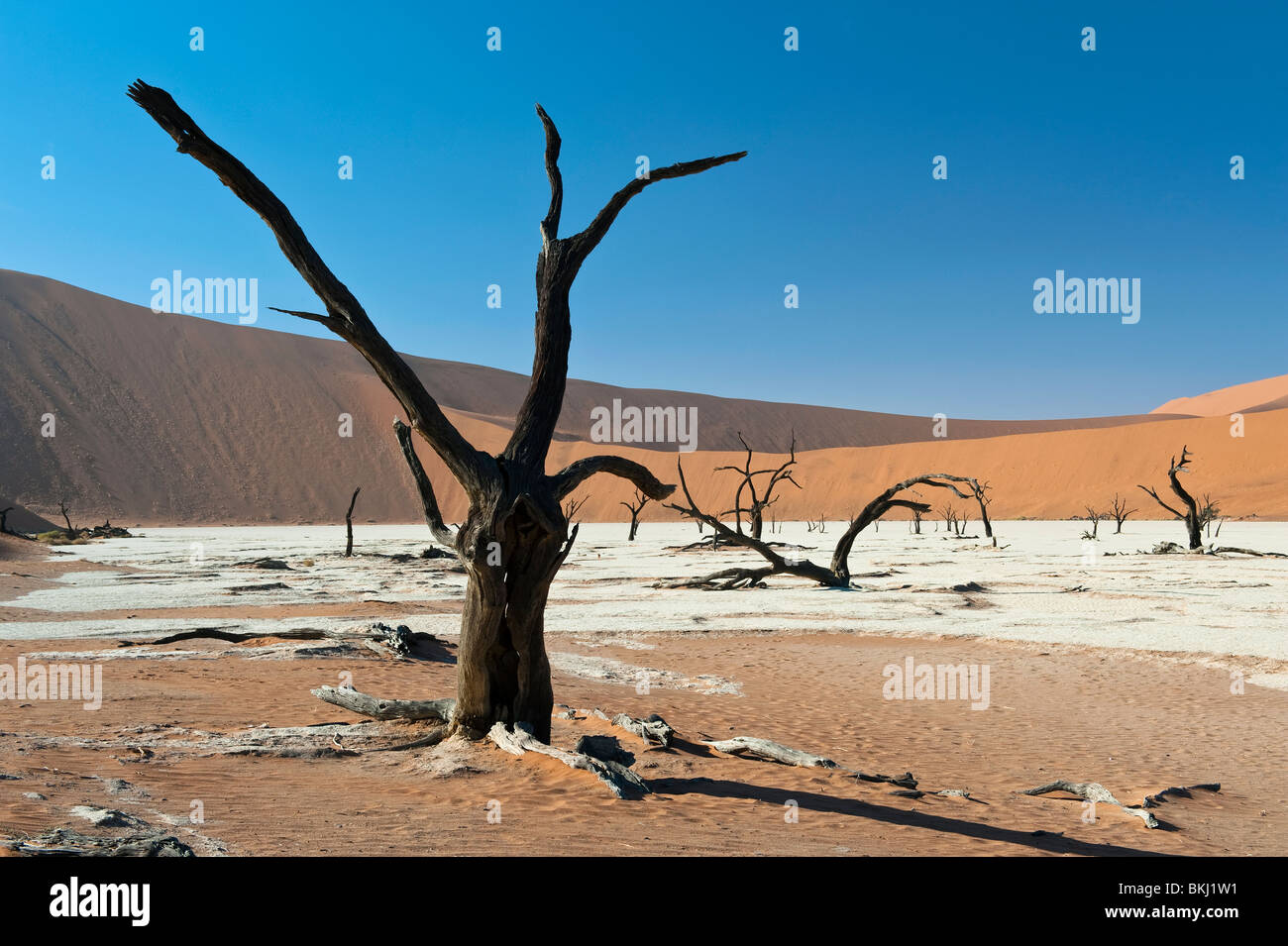 Geschwärzte Kameldornbäume in Deadvlei, Sossusvlei, Namibia Stockfoto