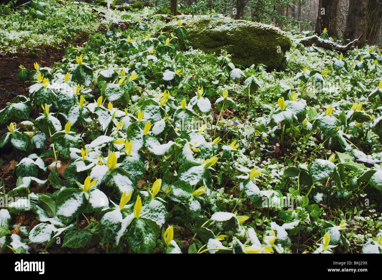Great Smoky Mountains Nationalpark, Vereinigte Staaten von Amerika; Schnee auf einem Flecken gelb Trillium (Trillium Luteum) Wildblumen Stockfoto