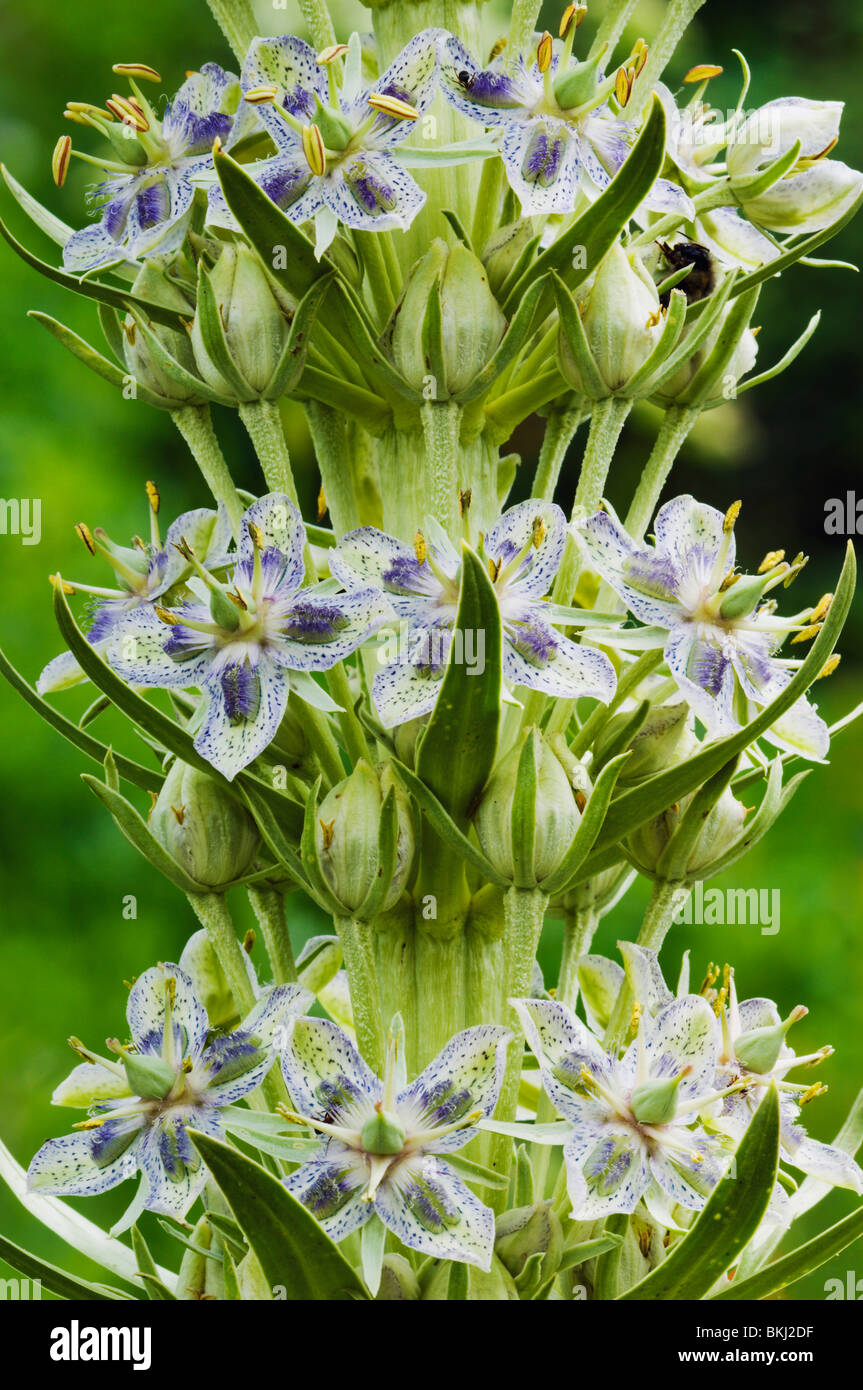 Denkmal-Anlage (Frasera Speciosa) Blüten werden durch Insekten bestäubt Stockfoto