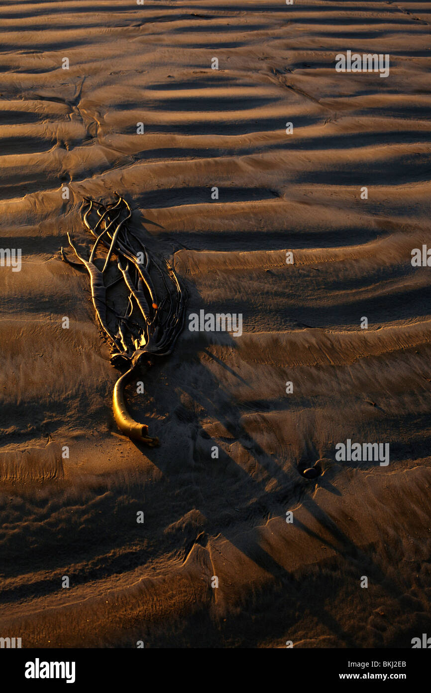 Algen am Strand angespült Stockfoto