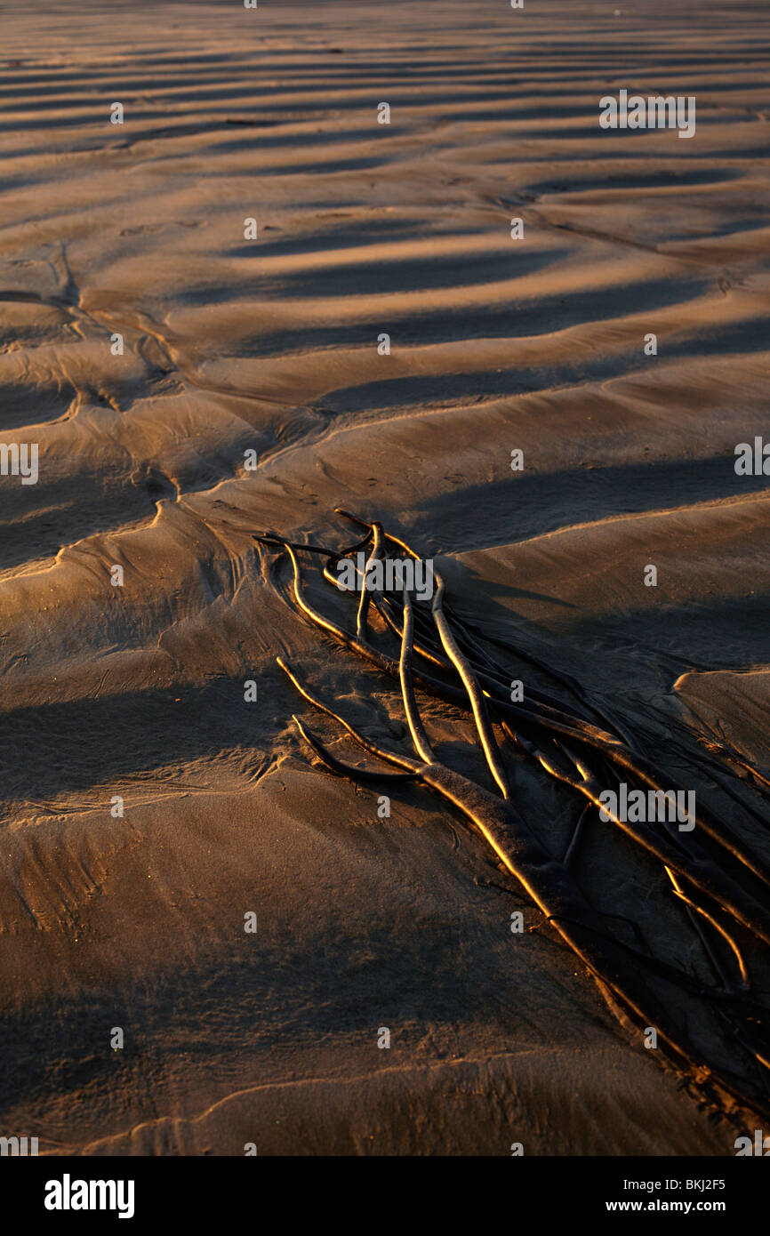 Algen am Strand angespült Stockfoto