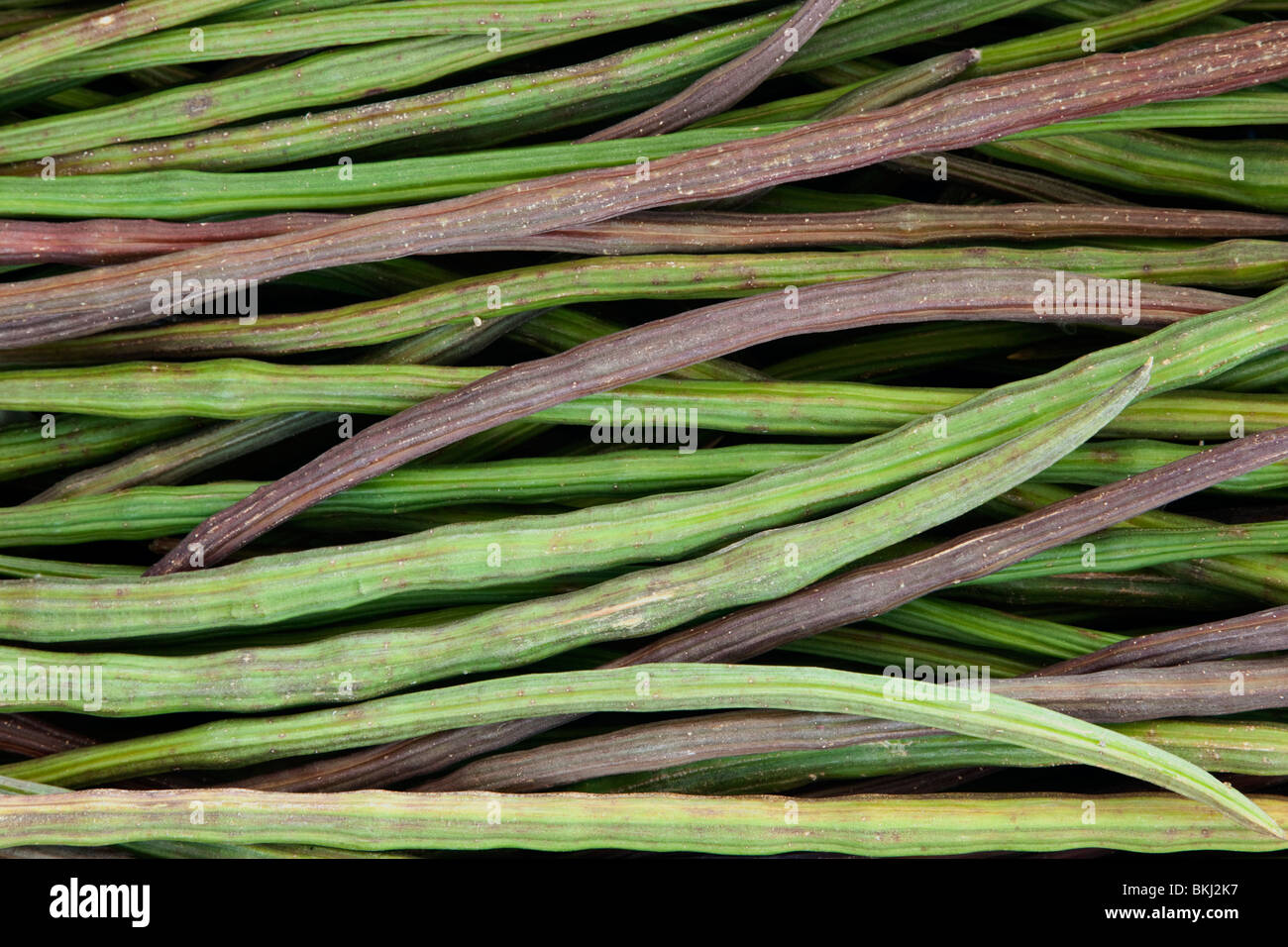 Samen Hülsen, "Moringa Oleifera" Moringa Baum. Stockfoto