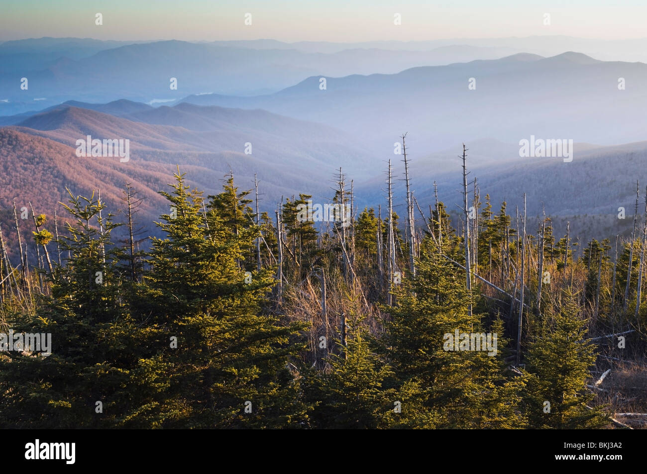 Great-Smoky-Mountains-Nationalpark; Fraser Fir Trees Blick von Clingman der Kuppel Stockfoto