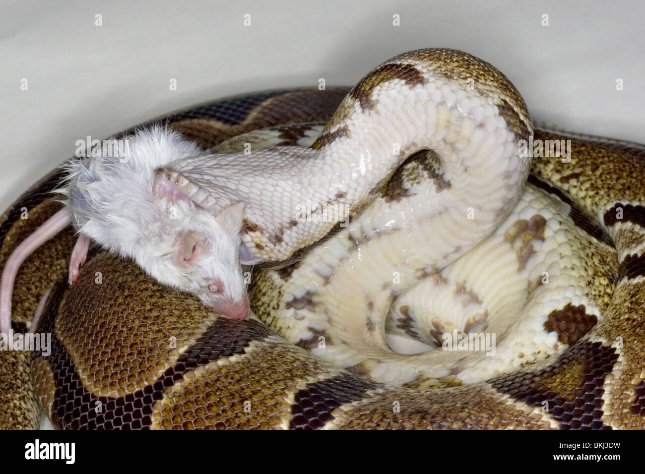 Ein Ball oder Royal Python-Schlange mit einer weißen Maus im Maul kurz vor gegessen werden Stockfoto