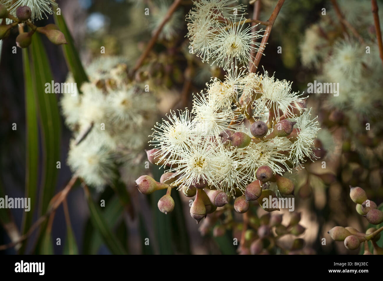 Nahaufnahme von Blumen auf eine Zitrone duftenden Gum, Corymbia Citriodora, Australien. Stockfoto