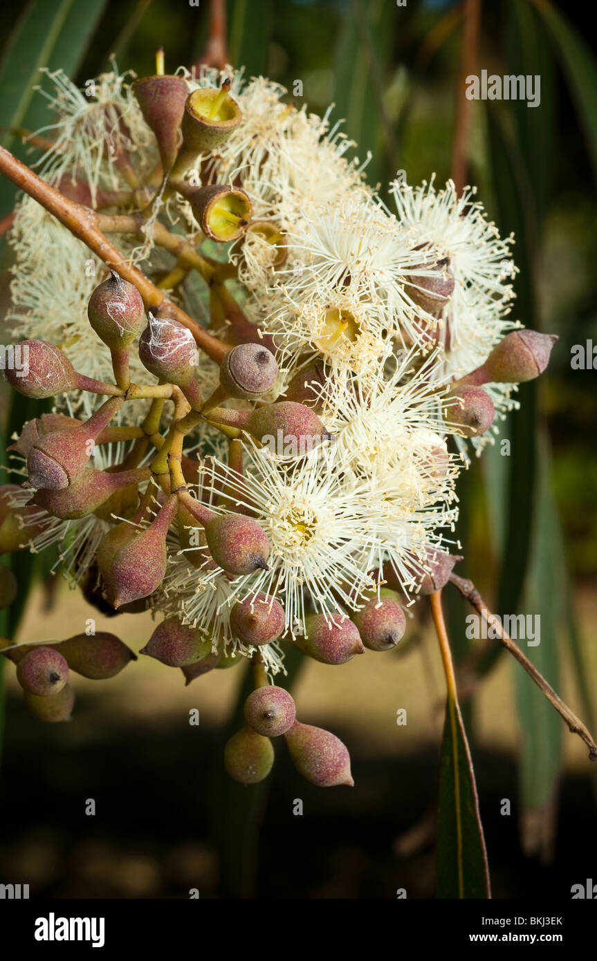 Blütenknospen und Blüten von Corymbia Citriodora, Zitrone duftenden Gum, Australien. Stockfoto
