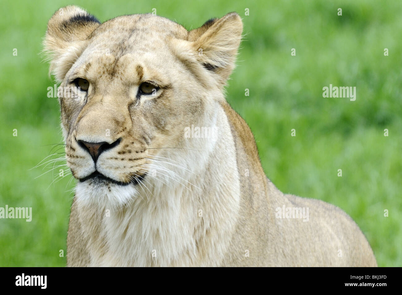 Lion weibliche Löwen Zoo Dschungel 3 Jahre alten Löwen Stockfoto