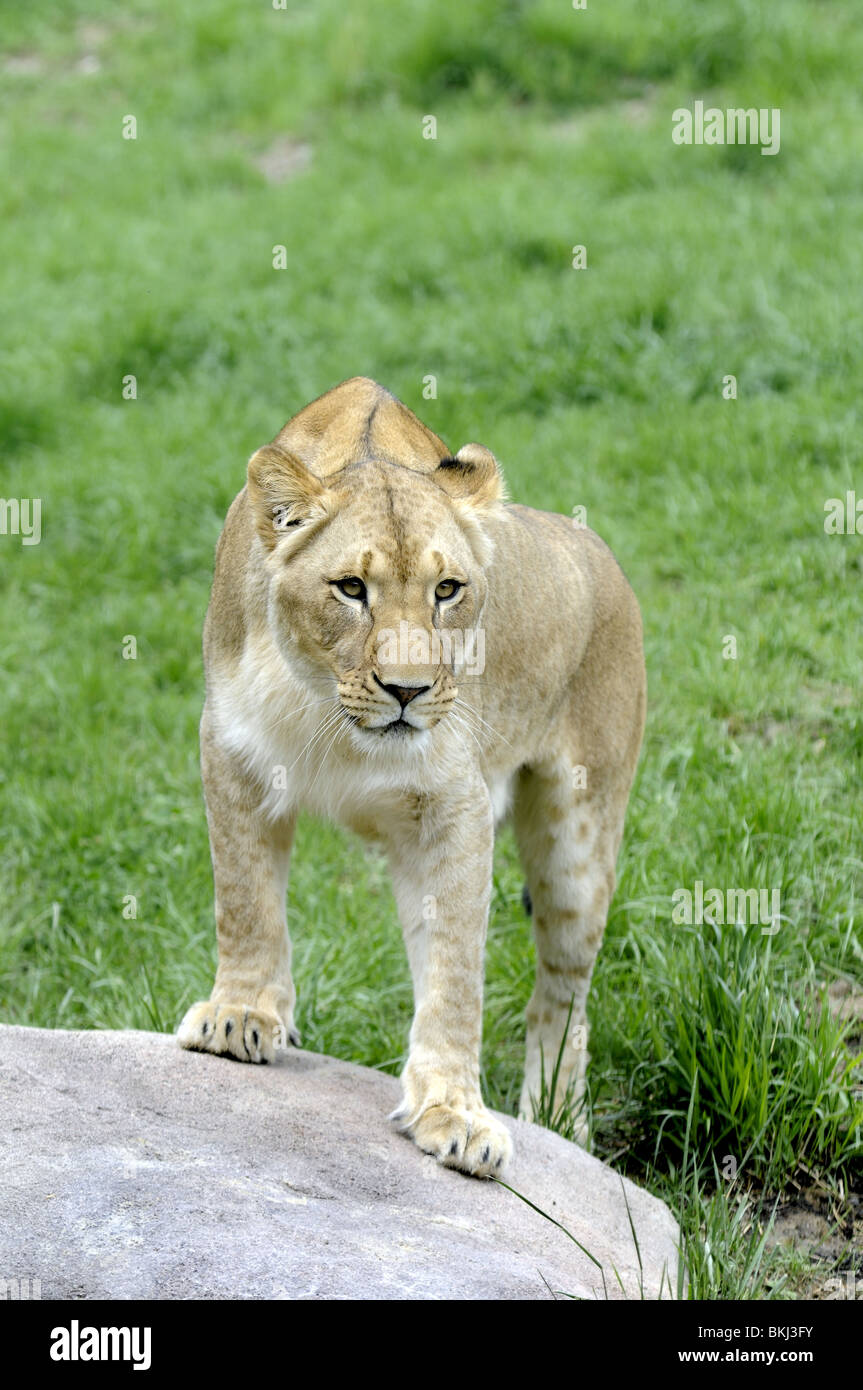 Lion weibliche Löwen Zoo Dschungel 3 Jahre alten Löwen Stockfoto