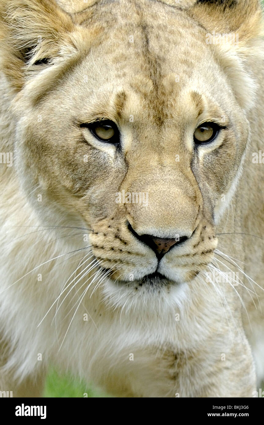 Lion weibliche Löwen Zoo Dschungel 3 Jahre alten Löwen Stockfoto