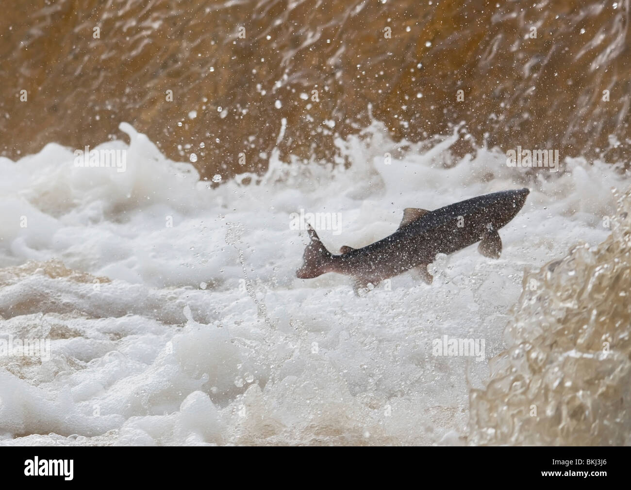Fische im Wasser stromaufwärts springen Stockfoto
