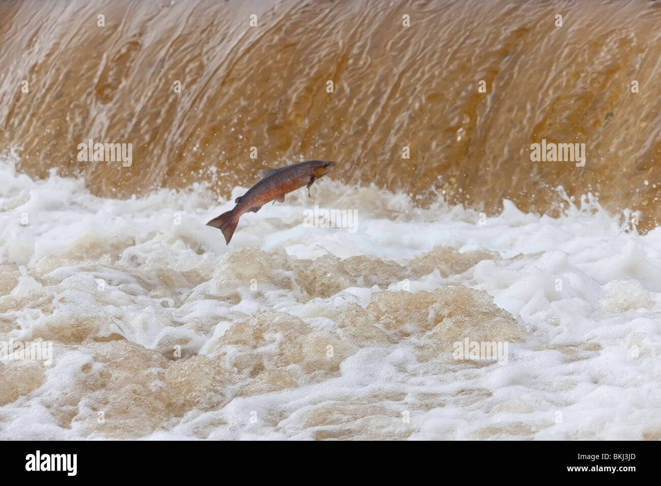 Fische im Wasser stromaufwärts springen Stockfoto