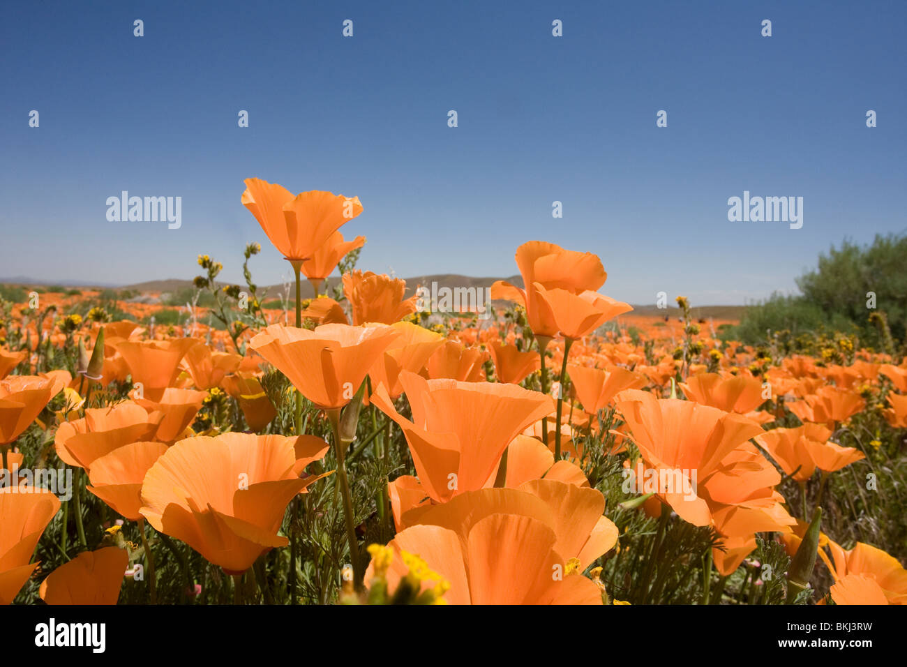 Field of California Poppies Stockfoto
