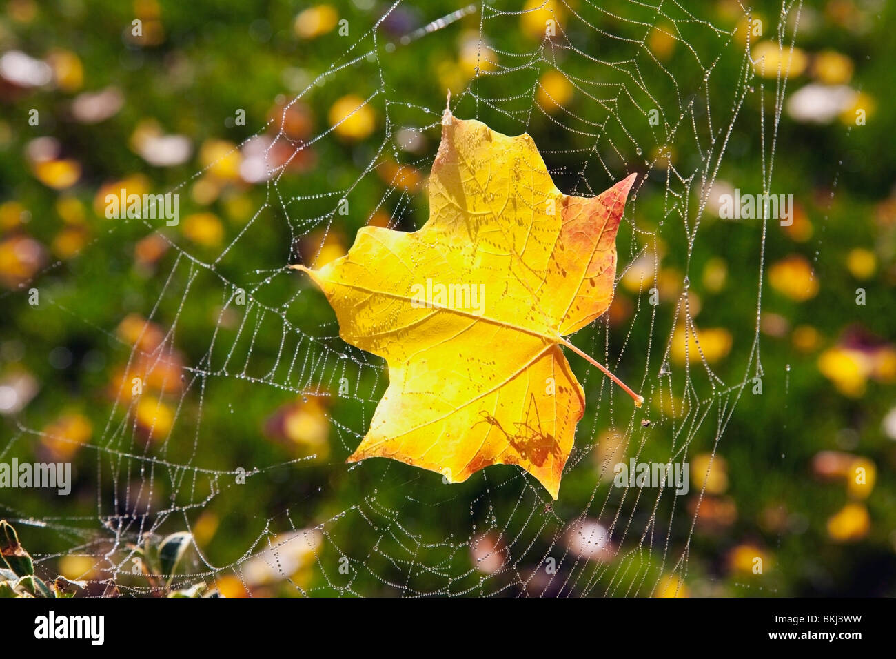 Ein Ahornblatt In einem Spinnennetz gefangen Stockfoto